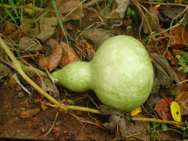 PA040515.JPG
