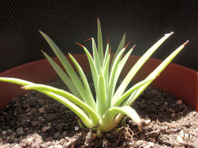 PA061355.JPG