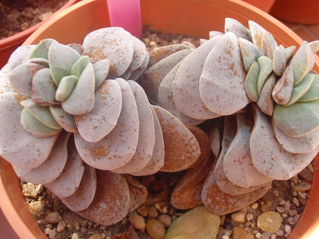 PA071418.JPG