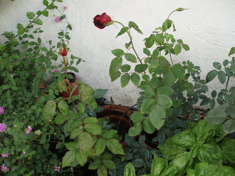 PA170010.jpg