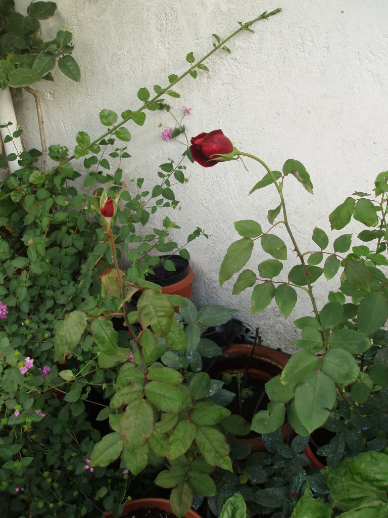 PA170011.jpg