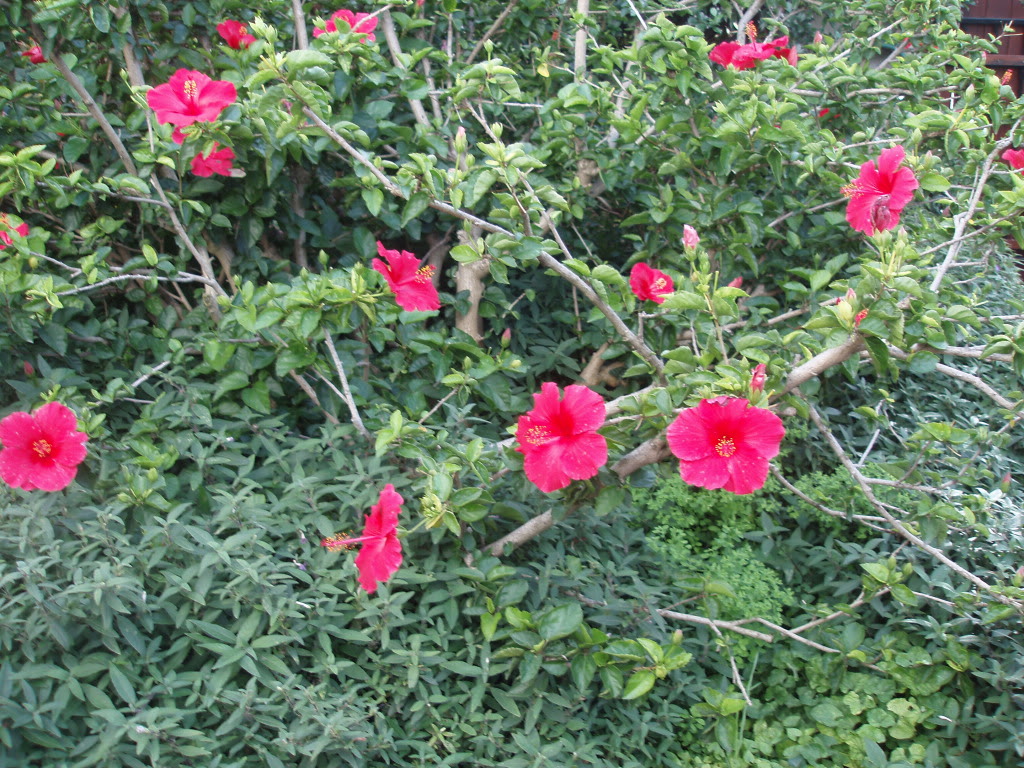 PA170012.jpg