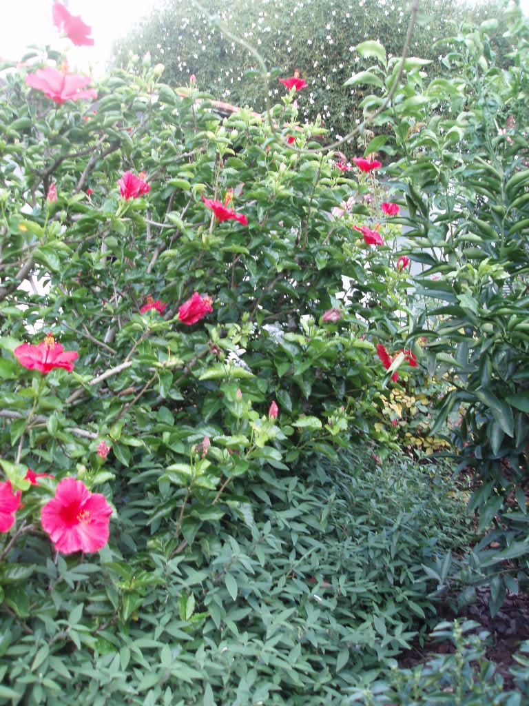 PA170030.jpg