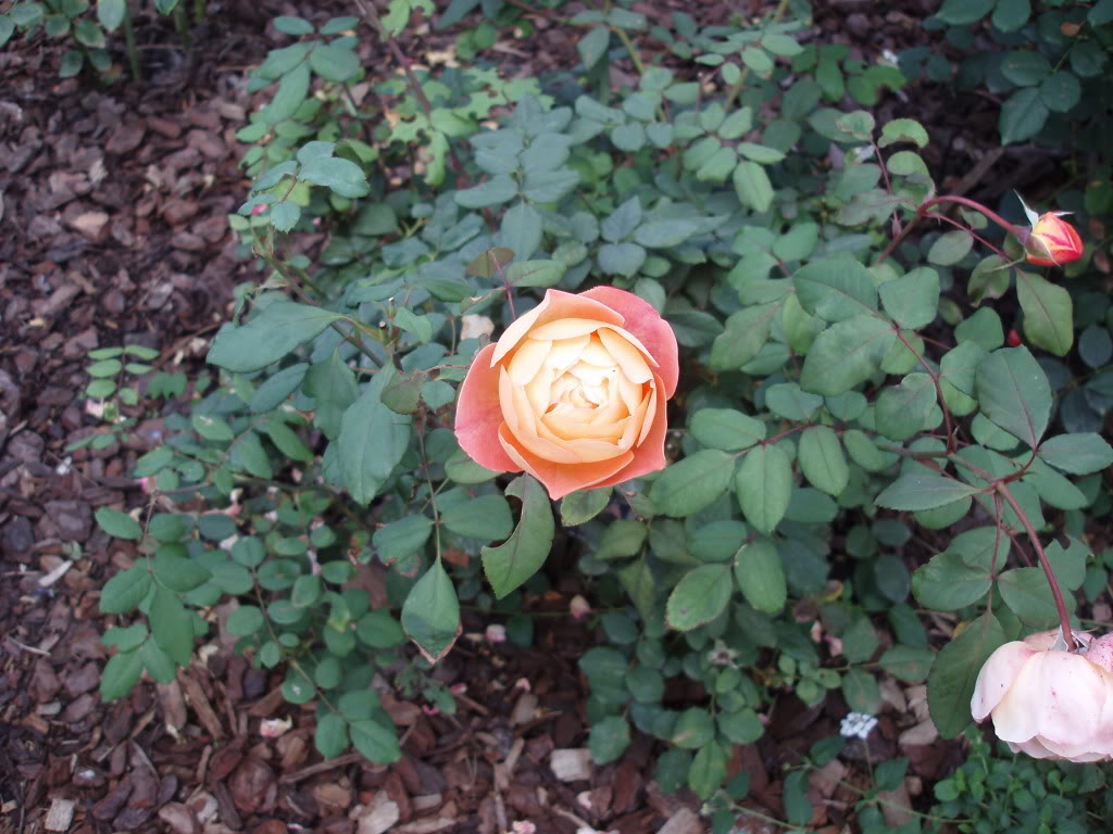 PA170032.jpg