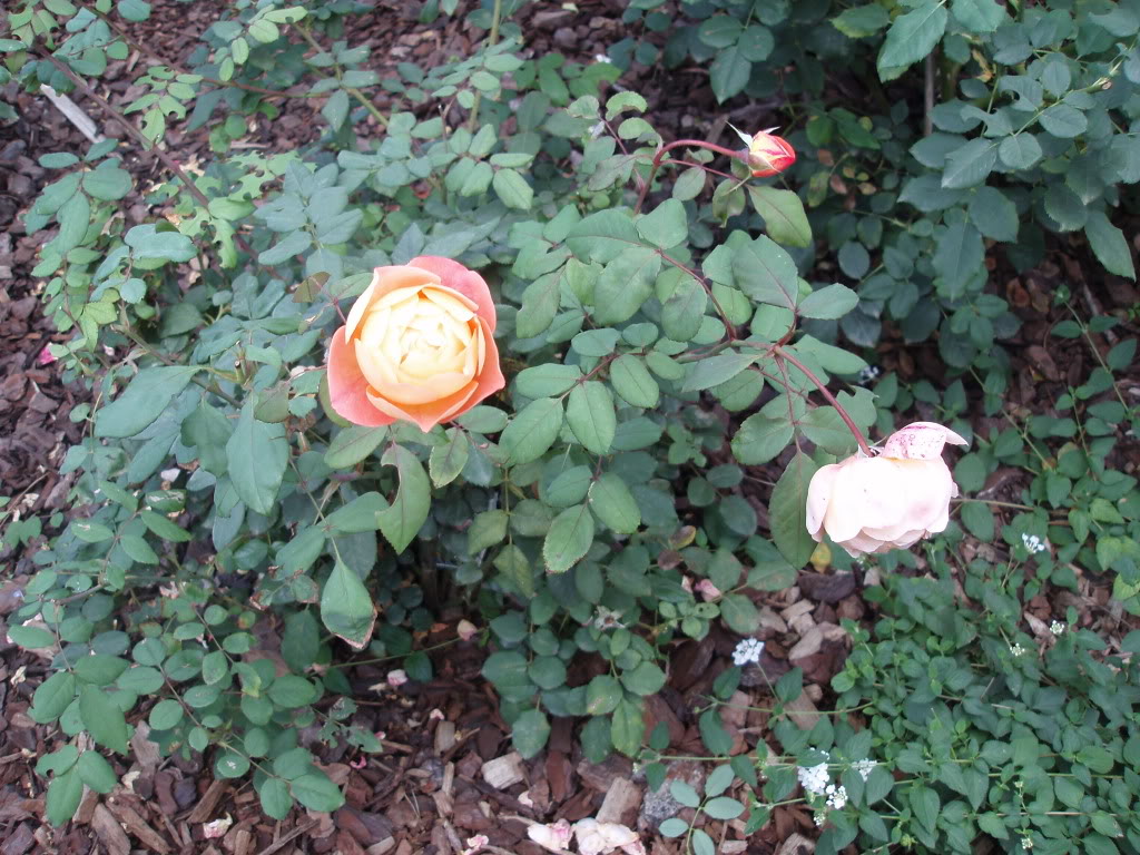 PA170033.jpg