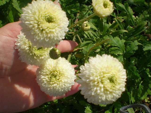 PA170526.JPG