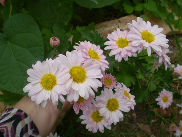PA210553.JPG
