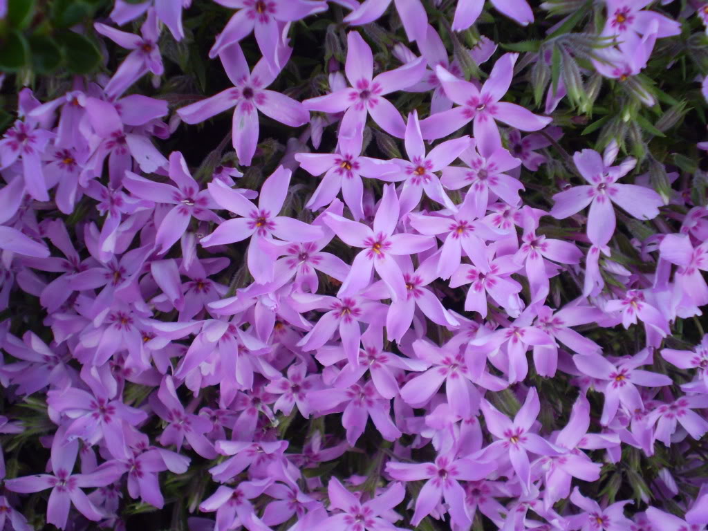 PA250218.jpg