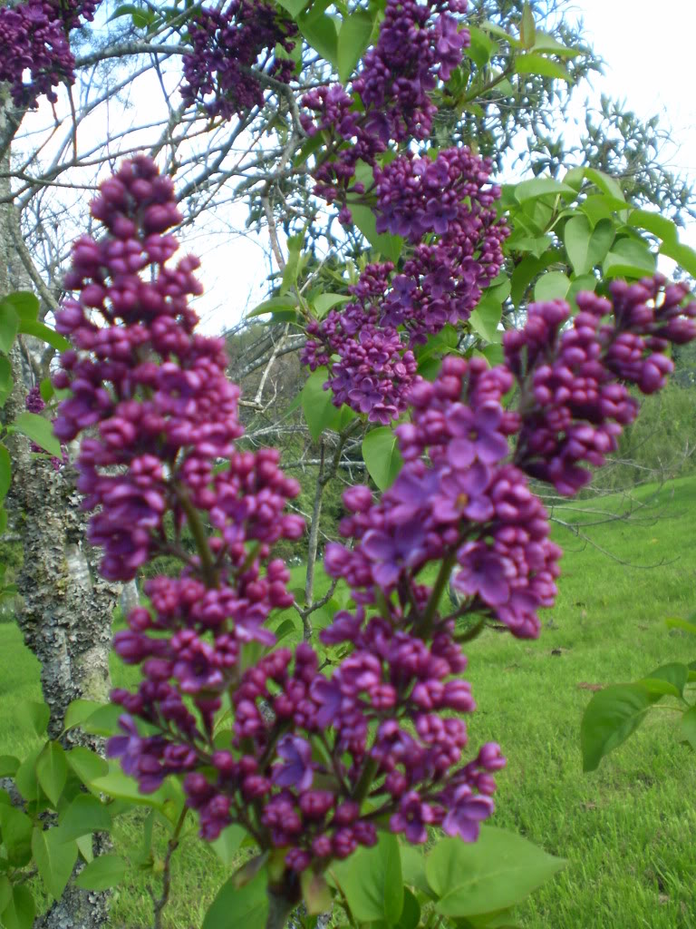 PA250238.jpg