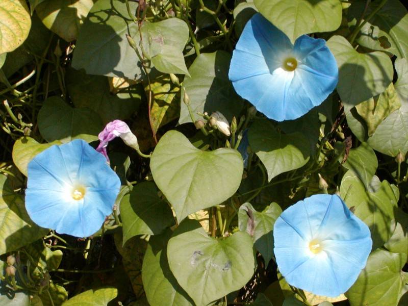 pa253830.jpg