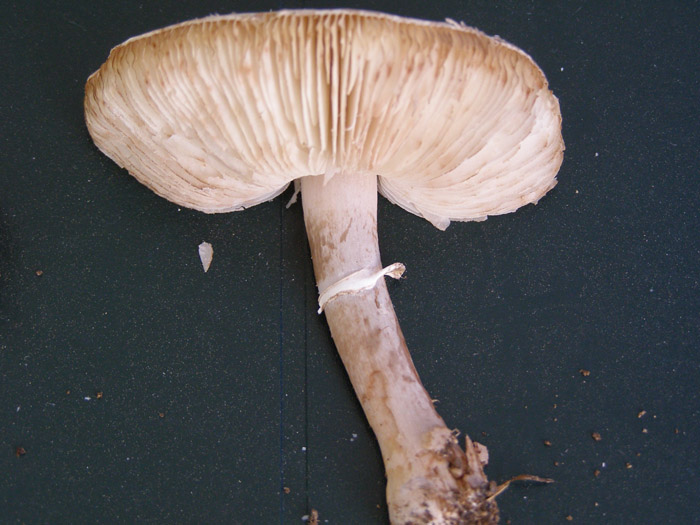 PA261110.JPG