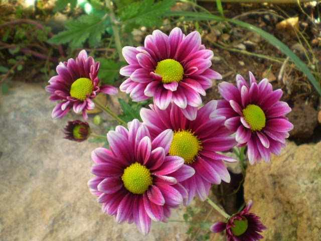 PA270583.JPG