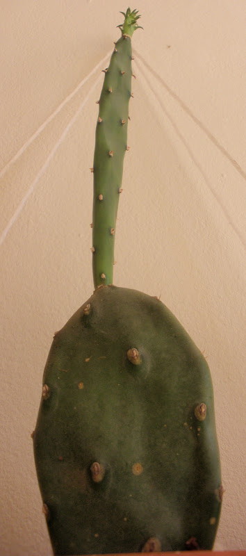 PA310136.JPG