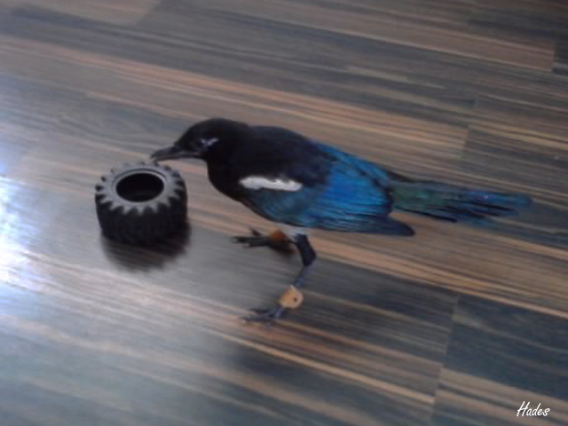 paca+neumatiquera.jpg