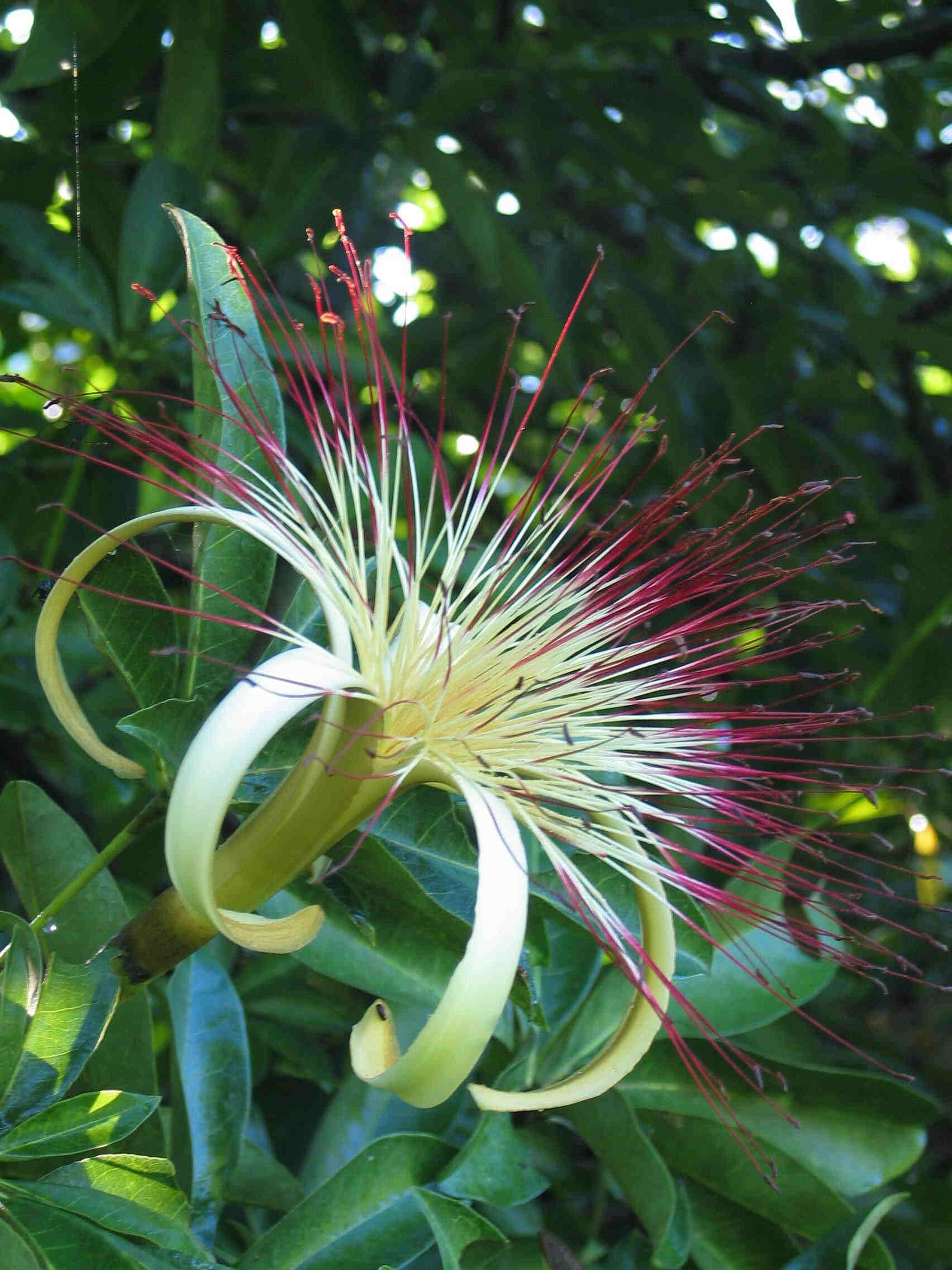 Pachira%20acuatica%20flor4.JPG