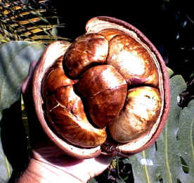 Pachira_aquatica_seed_pod.JPG