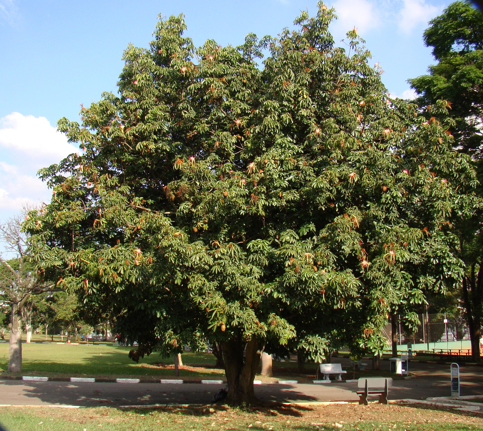 Pachira_aquatica_Tree.jpg