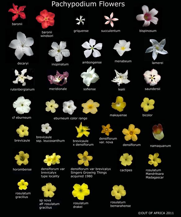 pachy%20complete%20flower.jpg