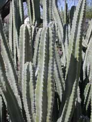 pachycereus.jpg