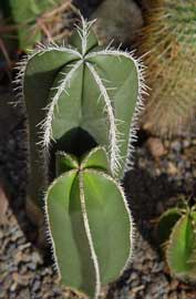 pachycereus-marginatus-2.jpg