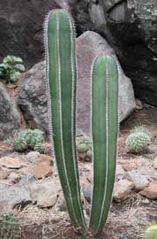 pachycereus-marginatus.jpg