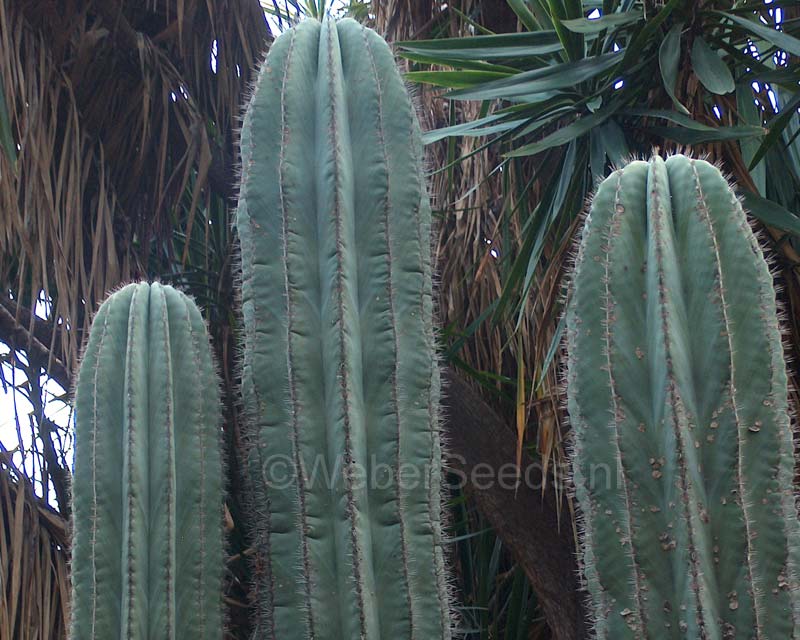 Pachycereus-pringlei-cacti.jpg