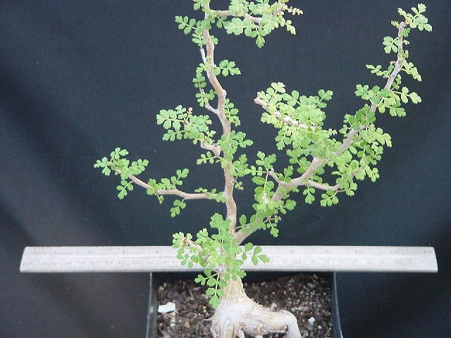 Pachycormus%20discolor2.jpg