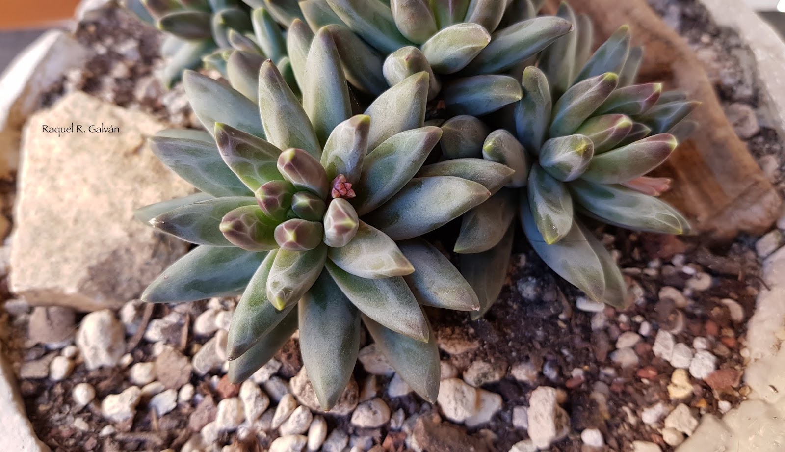 Pachyphytum%2Bcompactum%2BRed%2BTips%2Bdetalle.jpg