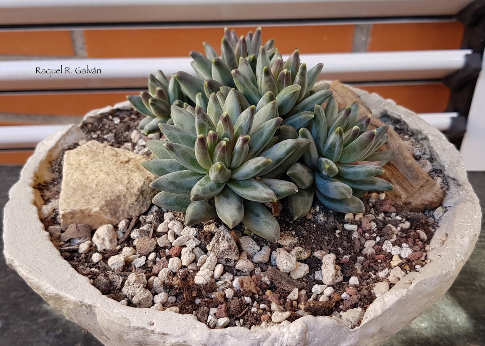 Pachyphytum%2Bcompactum%2BRed%2BTips.jpg