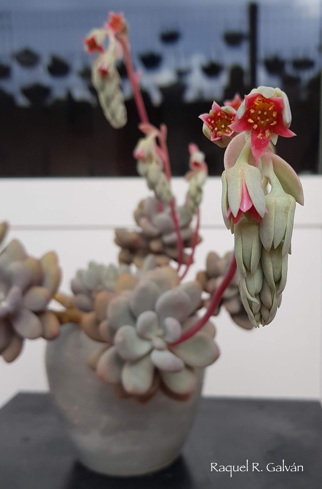 Pachyphytum%2Boviferum%2Bdetalle%2Bflor.jpg