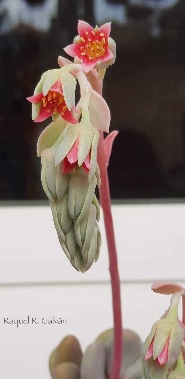 Pachyphytum%2Boviferum%2Bencuadro.jpg