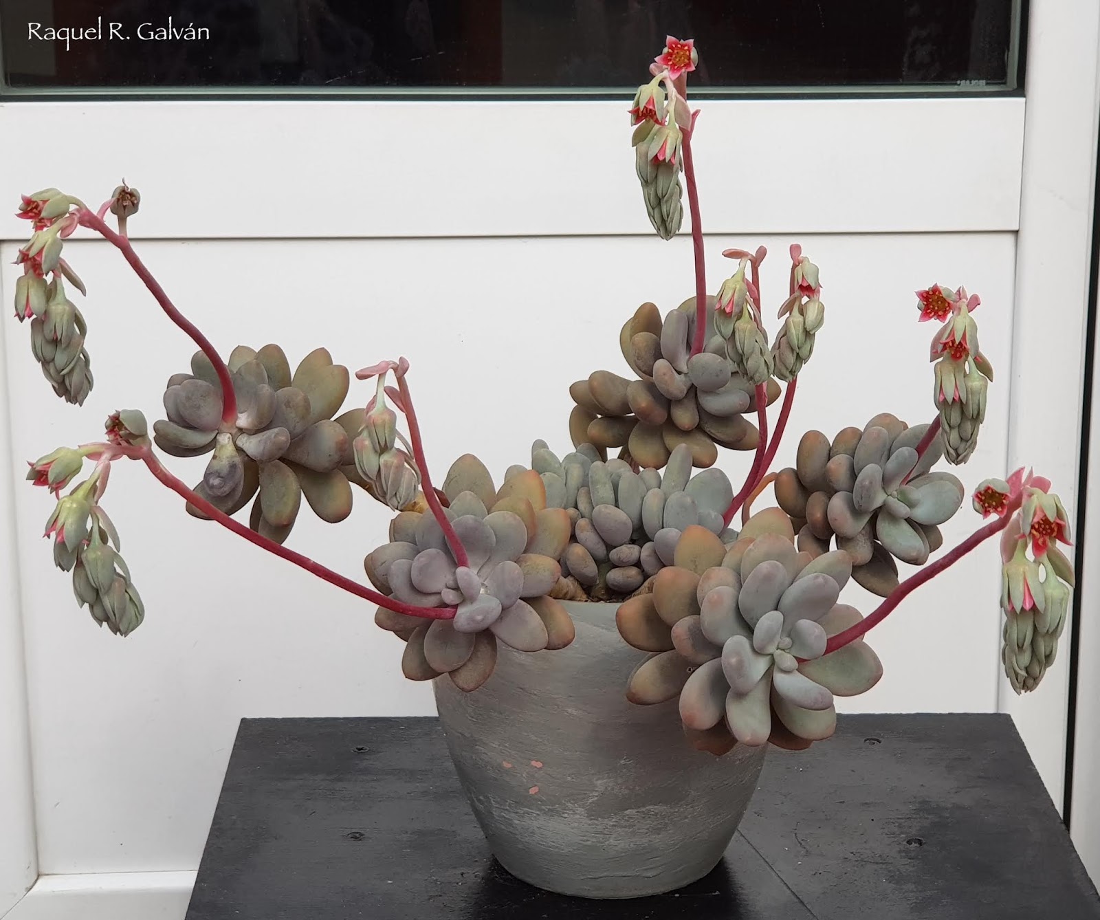 Pachyphytum%2Boviferum.jpg
