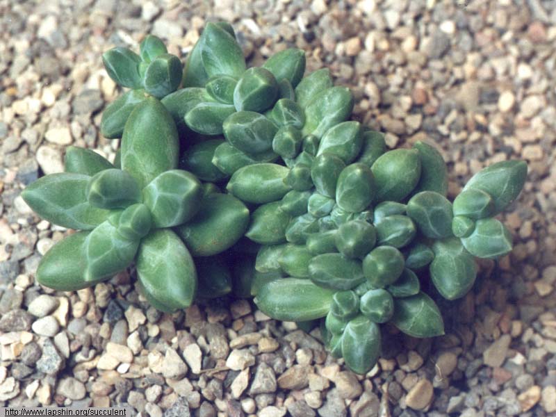 Pachyphytum-compactum-cristatum-0984-33-2002.jpg