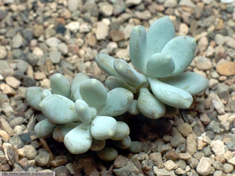 Pachyphytum-glutinecaule-0956-24-1999.jpg