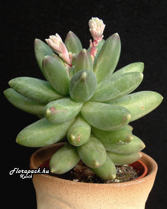 Pachyphytum_compactum.jpg