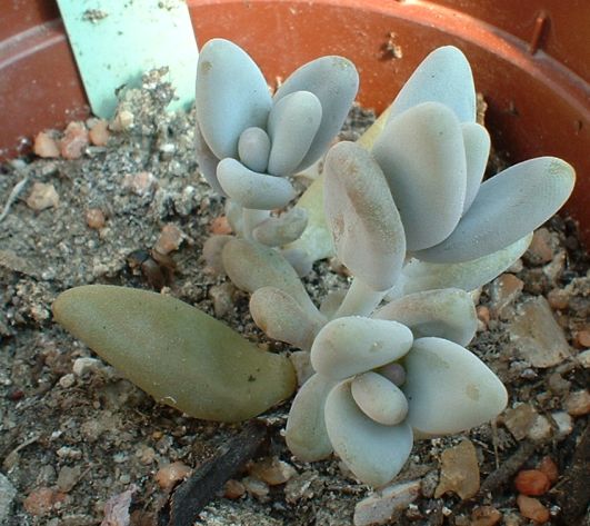 Pachyphytum_werdermannii.jpg
