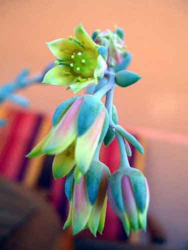 PachyphytumBrevifoliumFlor.jpg