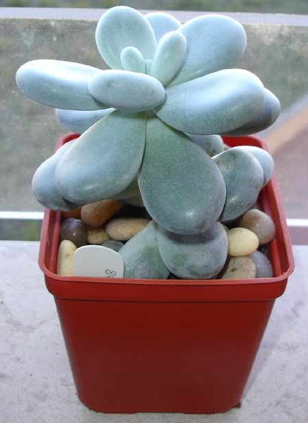 pachyphytumoviferum10_2008a.jpg