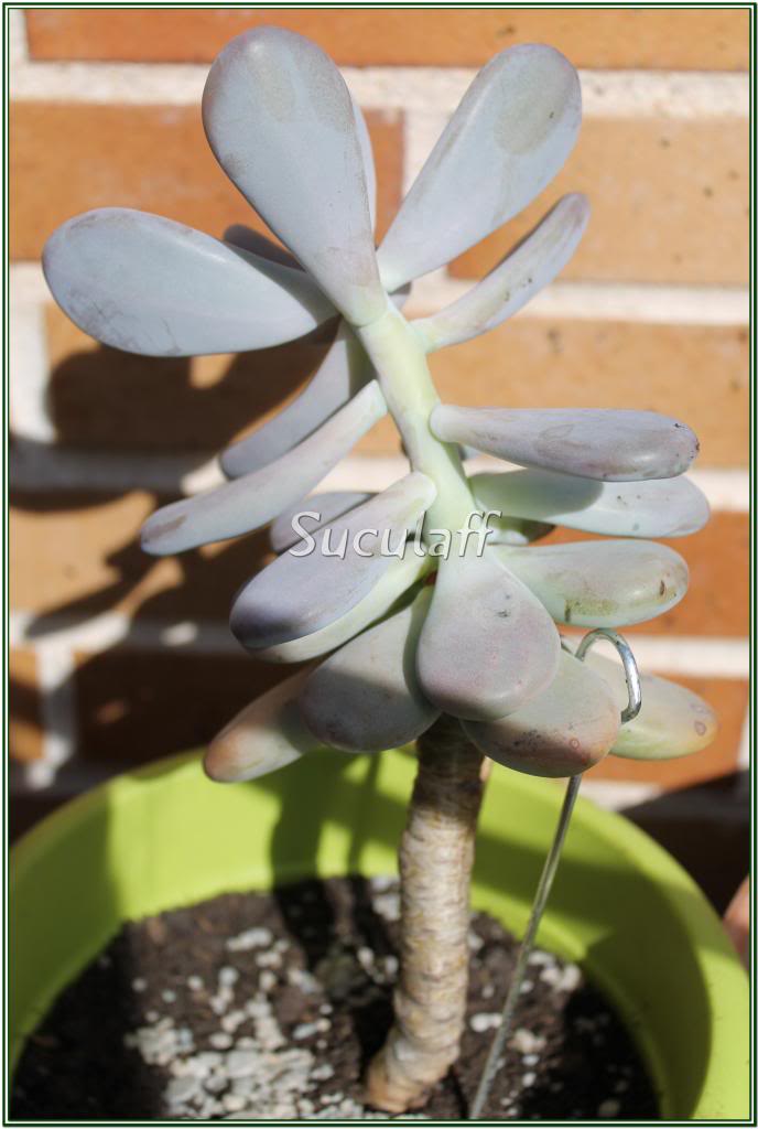 Pachyphytumoviferum1_zpsdfaf366c.jpg