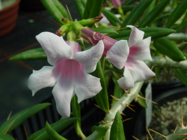 pachypodium-bispinosum.jpg