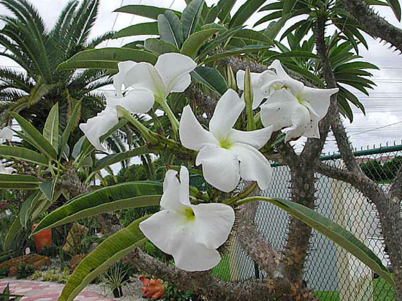 Pachypodium-rutenbergianum-Madagascar-Palm1.jpg