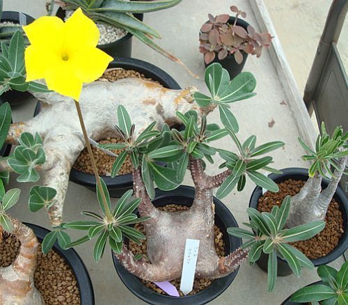 Pachypodium_cactipes1.jpg