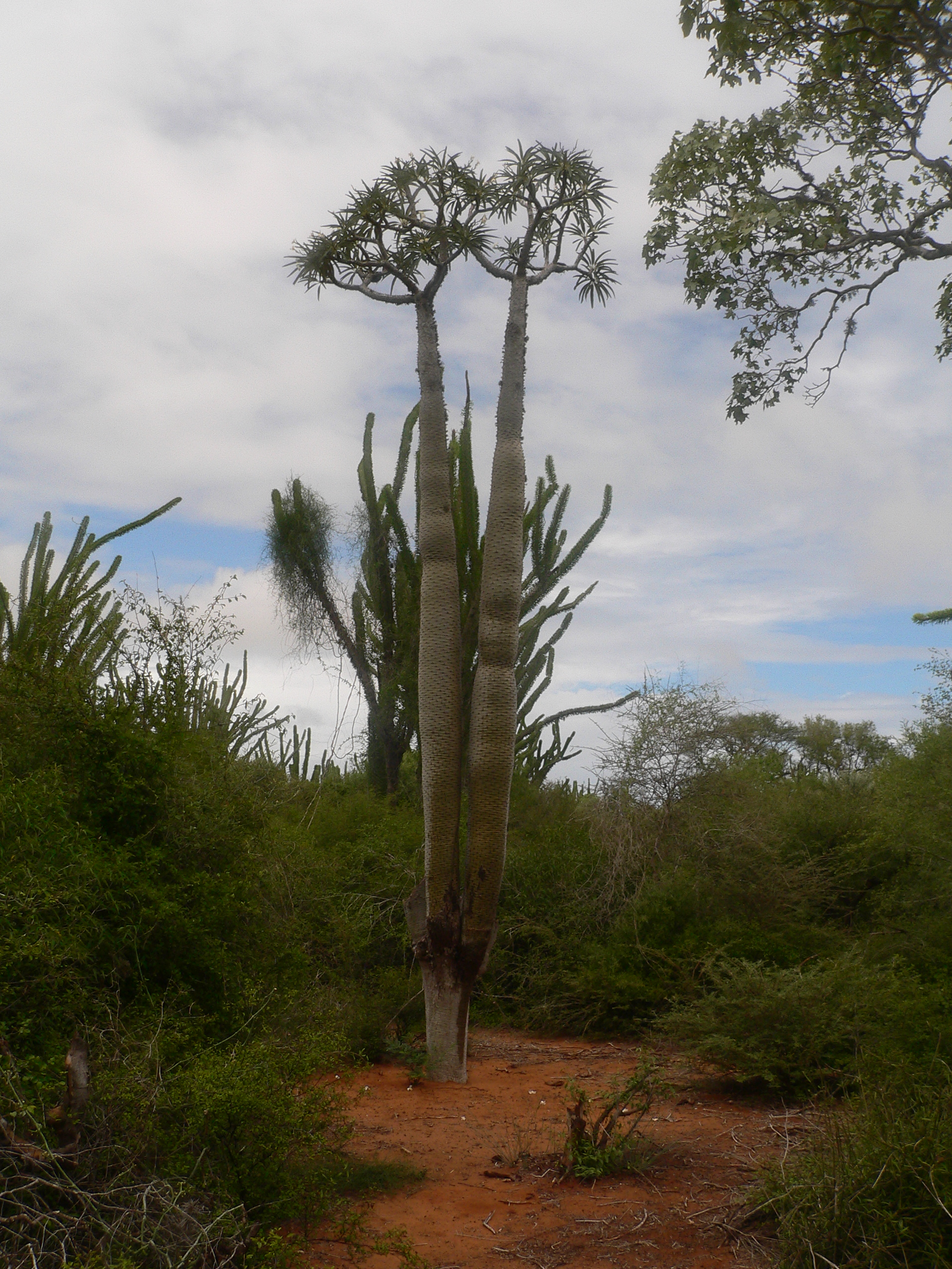 Pachypodium_lamerei_01.jpg