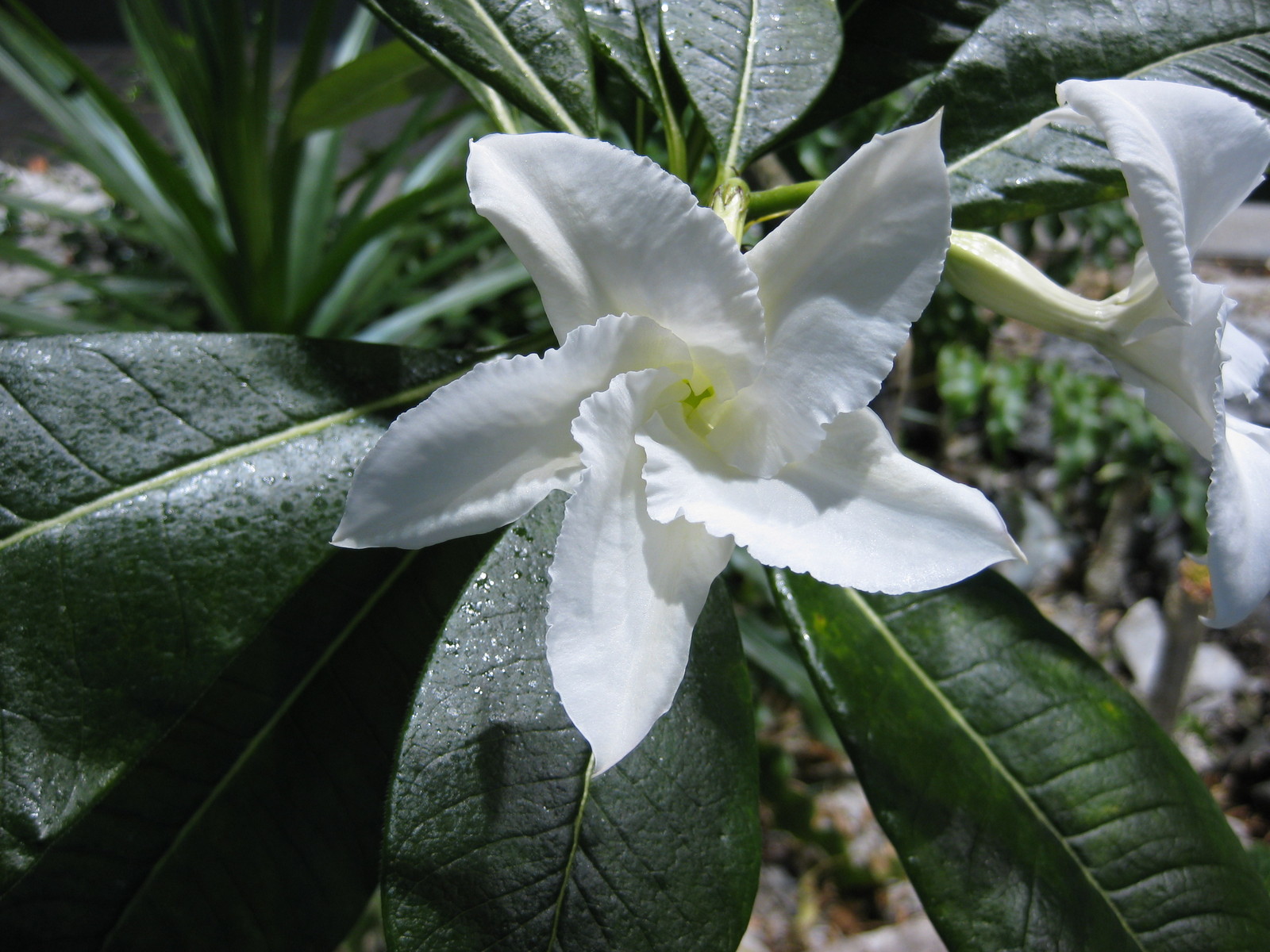 Pachypodium_lamerei_flower.jpg
