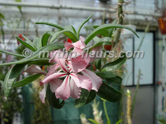 pachypodium_succulentum_kerkrade.jpg