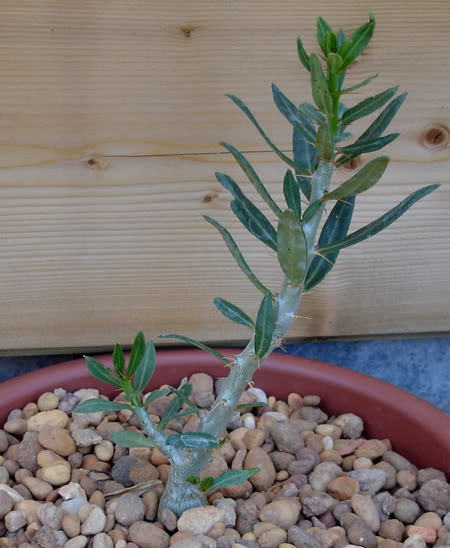 pachypodiumbispinosum07_2008.jpg