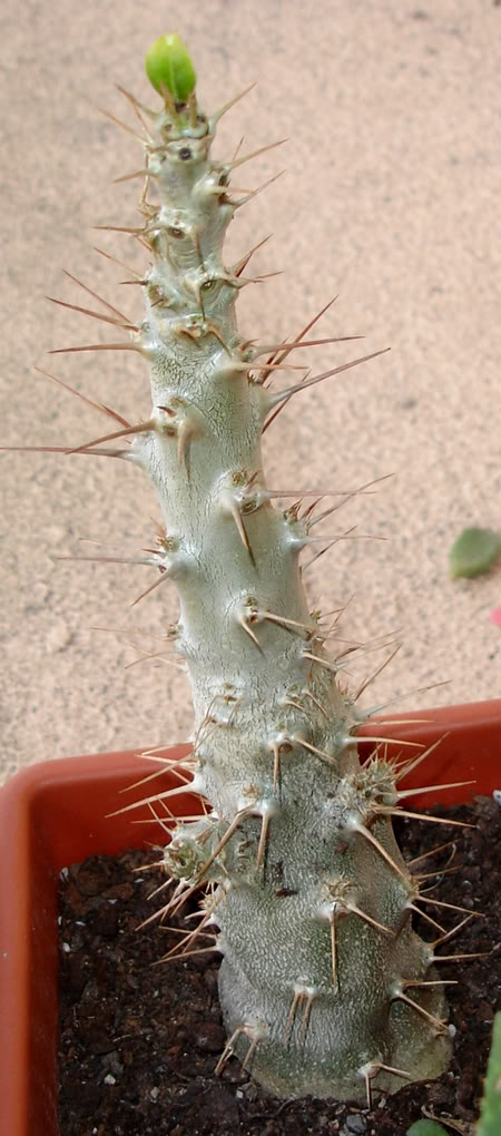 pachypodiumsaundersii02_2008.jpg