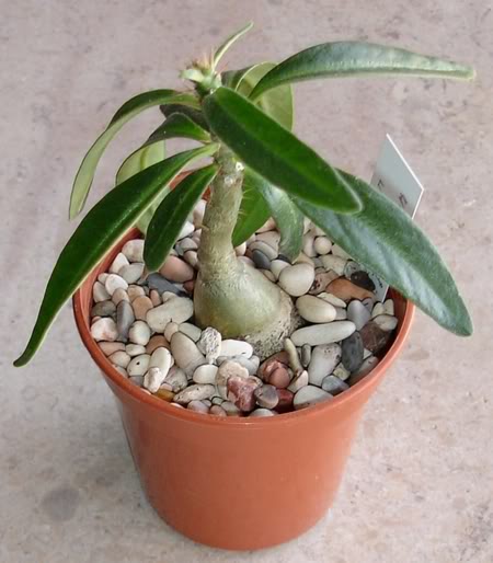 pachypodiumsucculentum11_2008a.jpg