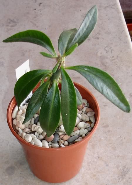 pachypodiumsucculentum11_2008b.jpg