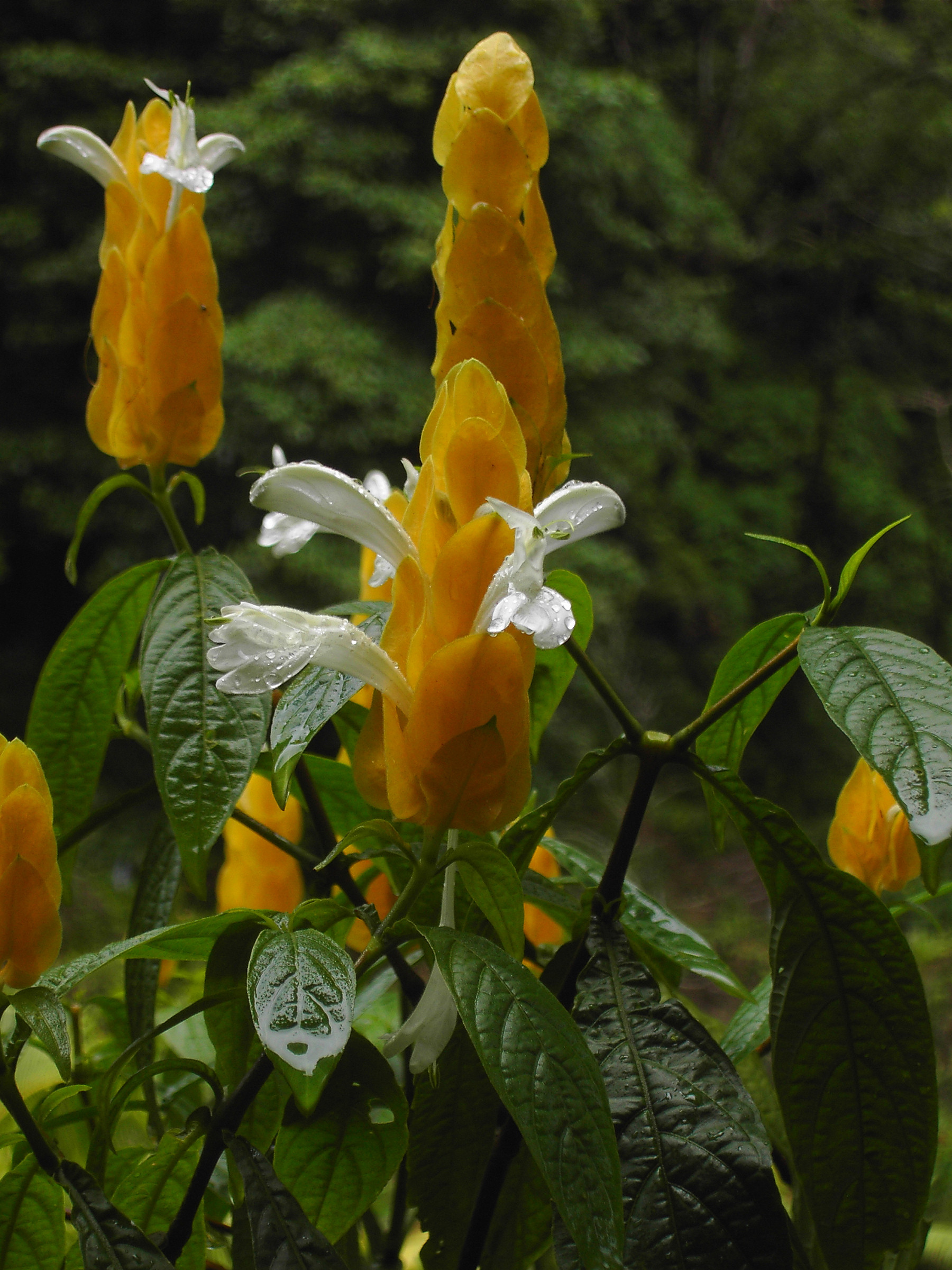Pachystachys_lutea.jpg